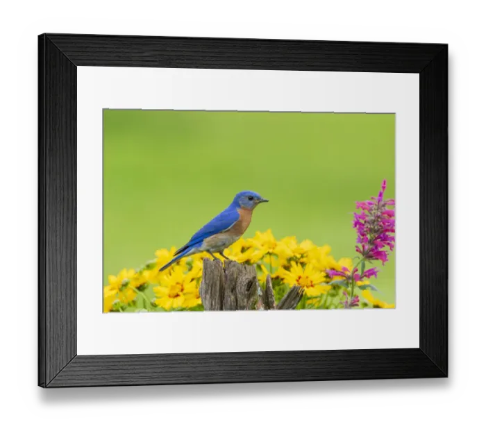 Framed Print : Eastern bluebird male on fence post near flower garden Marion County, Illinois