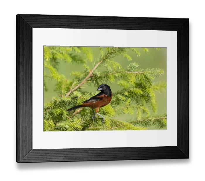 Framed Print : Orchard oriole male in spruce tree Marion County, Illinois