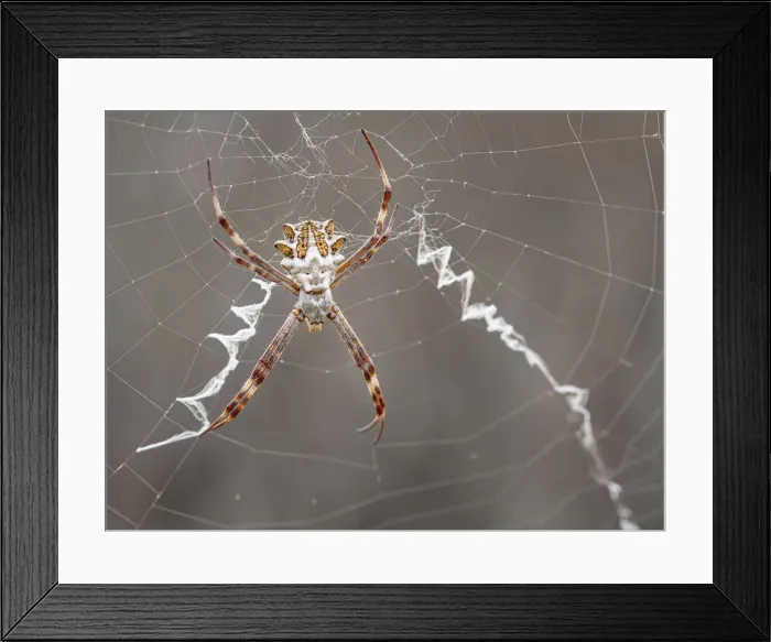 Framed Print : Silver garden spider (argiope, an orbweaver) on web showing stabilimenti and orb web Framed Print : Silver garden spider (argiope, an orbweaver) on web showing stabilimenti and orb web
