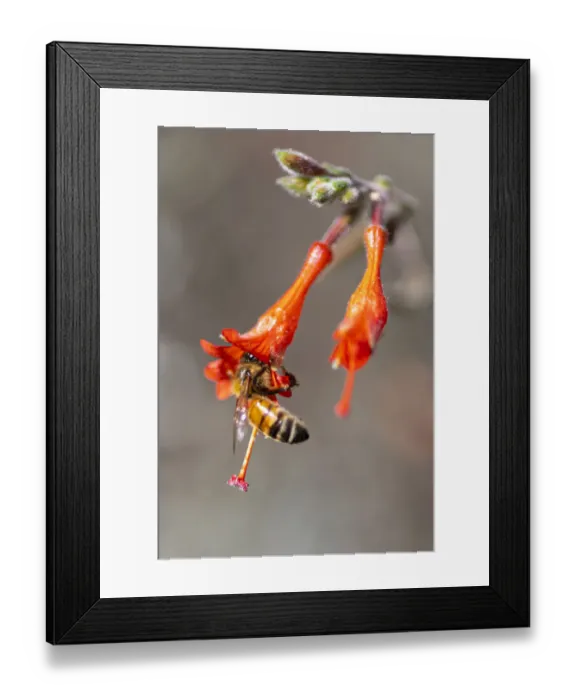 Framed Print : Honey bee gathering pollen inside a bell shaped flower Framed Print : Honey bee gathering pollen inside a bell shaped flower