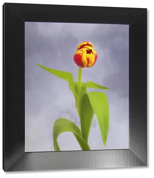 Tulip as photo-art painting