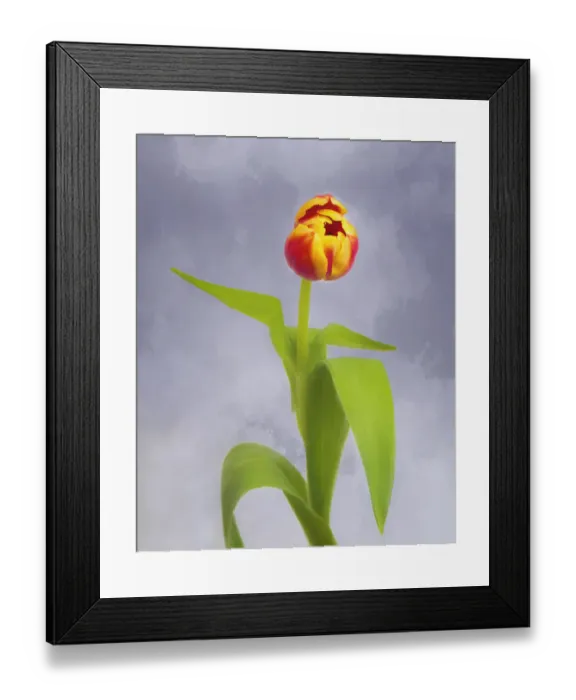 Framed Print : Tulip as photo-art painting Framed Print : Tulip as photo-art painting
