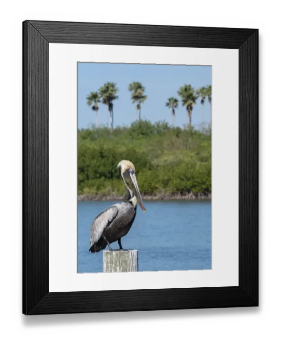 Framed Print : Brown Pelican, Florida