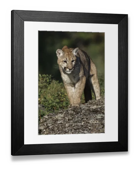 Framed Print : Mountain lion or puma Framed Print : Mountain lion or puma