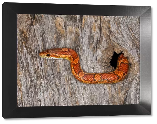 Corn Snake emerging from hole in barn