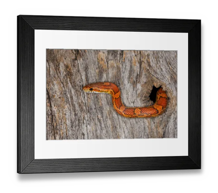 Framed Print : Corn Snake emerging from hole in barn