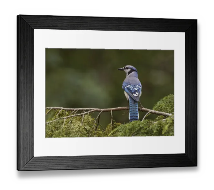 Framed Print : Blue jay Framed Print : Blue jay