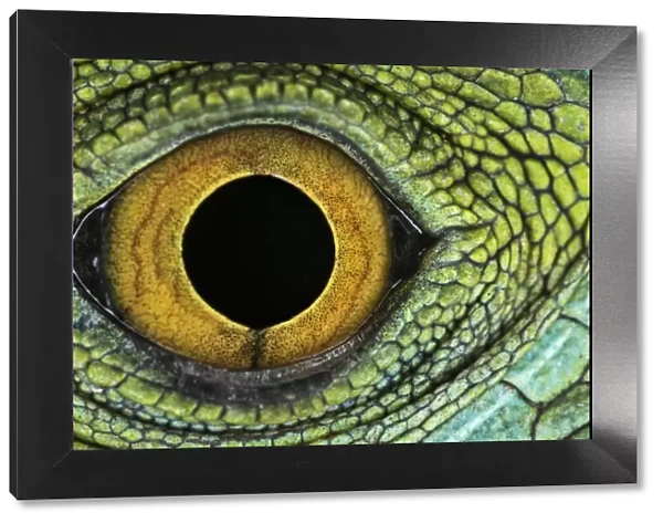 Close-up of Juvenile Green basilisk lizard eye structure