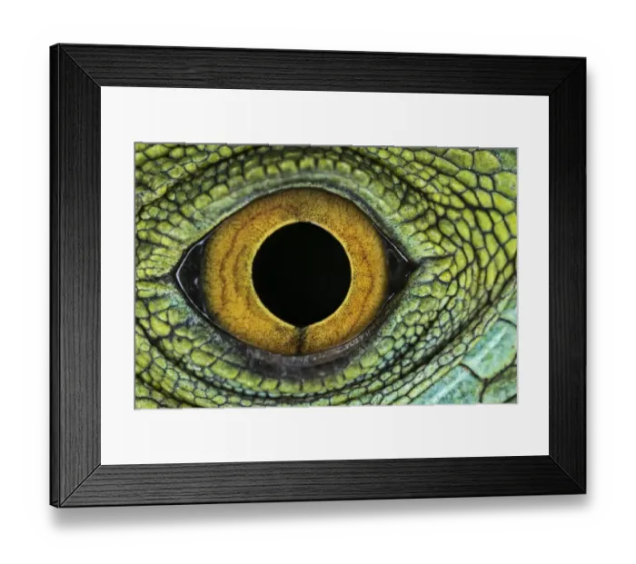 Framed Print : Close-up of Juvenile Green basilisk lizard eye structure Framed Print : Close-up of Juvenile Green basilisk lizard eye structure