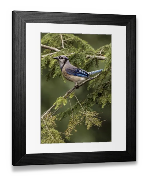 Framed Print : Blue jay Framed Print : Blue jay
