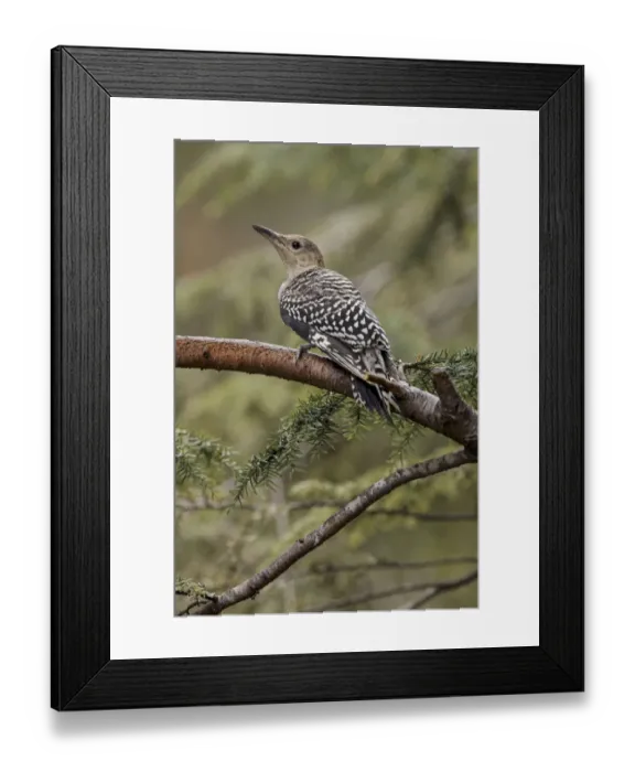 Framed Print : Juvenile, Red-bellied woodpecker Framed Print : Juvenile, Red-bellied woodpecker