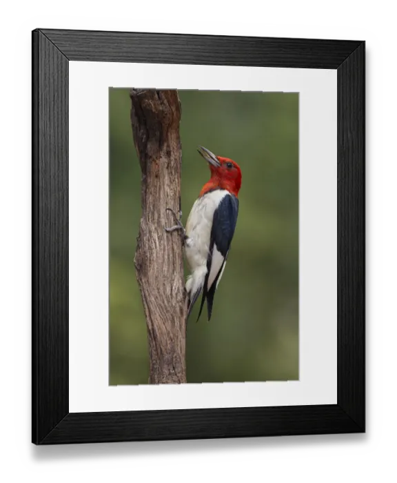 Framed Print : Red-bellied woodpecker Framed Print : Red-bellied woodpecker