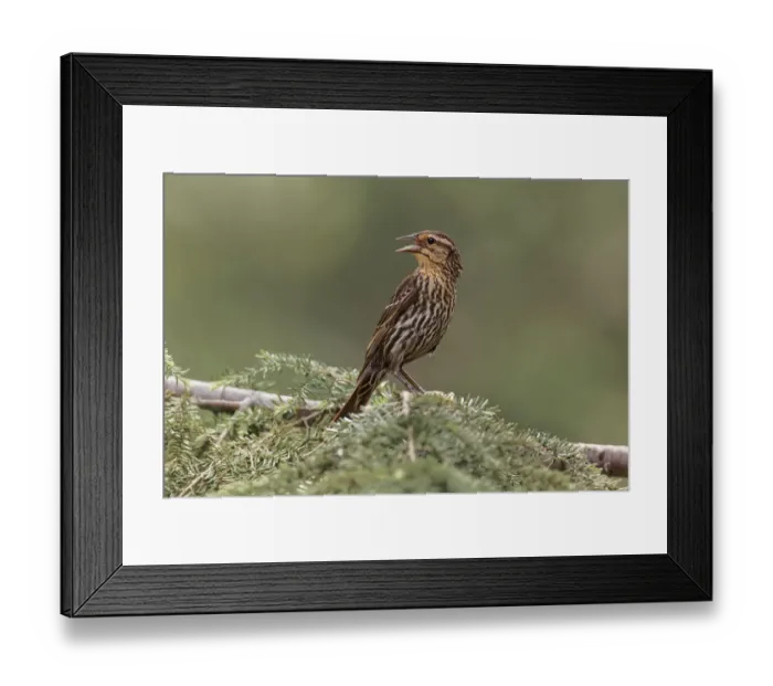 Framed Print : Immature red-winged blackbird Framed Print : Immature red-winged blackbird
