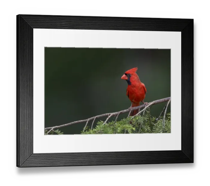 Framed Print : Male northern cardinal Framed Print : Male northern cardinal