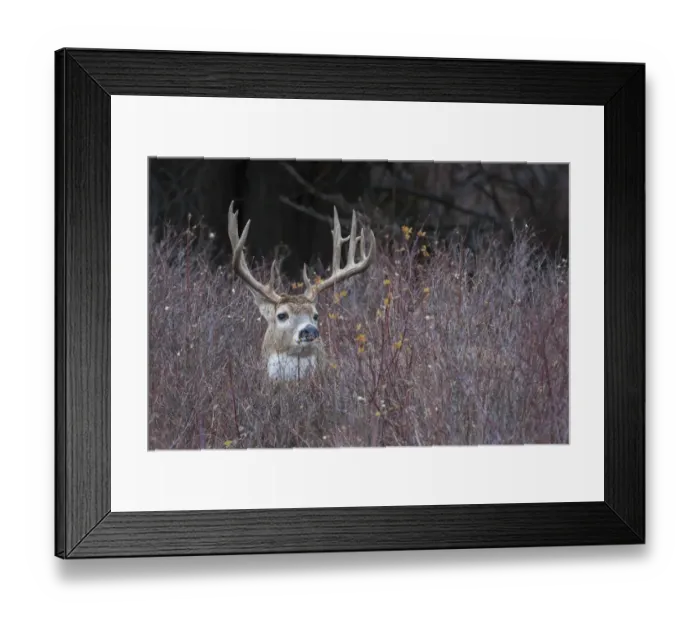 Framed Print : White-tailed deer buck in thick cover Framed Print : White-tailed deer buck in thick cover