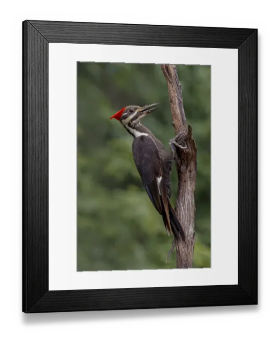 Framed Print : Female pileated woodpecker Framed Print : Female pileated woodpecker