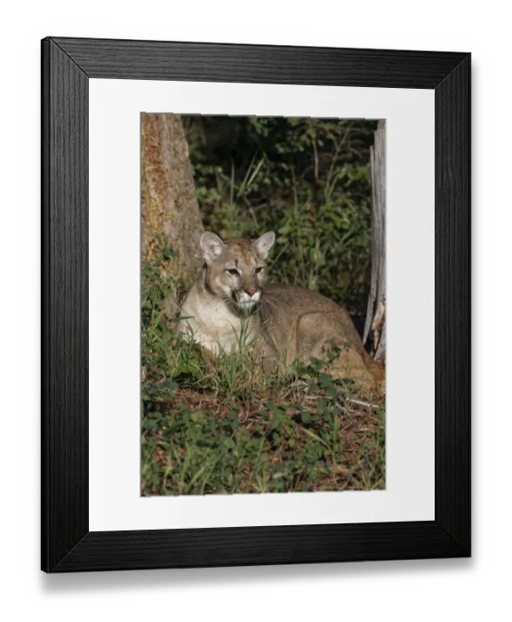 Framed Print : Mountain lion or puma Framed Print : Mountain lion or puma