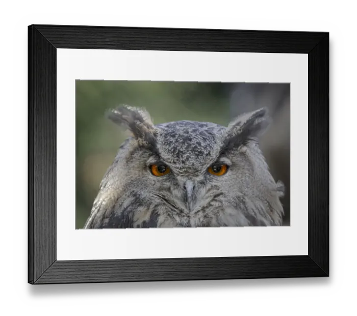 Framed Print : Eurasian eagle-owl, Bubo bubo