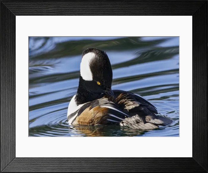 Framed Print : Hooded merganser Framed Print : Hooded merganser