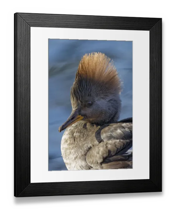 Framed Print : Female Hooded merganser Framed Print : Female Hooded merganser
