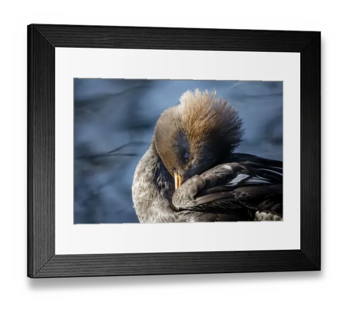 Framed Print : Female Hooded merganser Framed Print : Female Hooded merganser