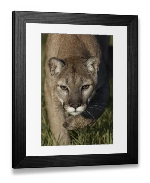 Framed Print : Mountain lion or puma Framed Print : Mountain lion or puma