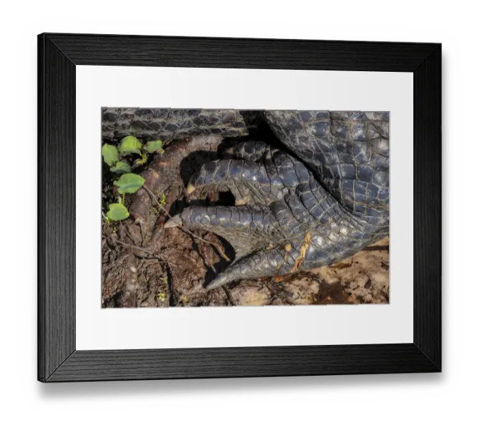 Framed Print : American alligator foot, Florida Framed Print : American alligator foot, Florida