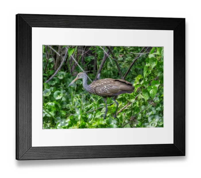 Framed Print : Limpkin, Florida Framed Print : Limpkin, Florida