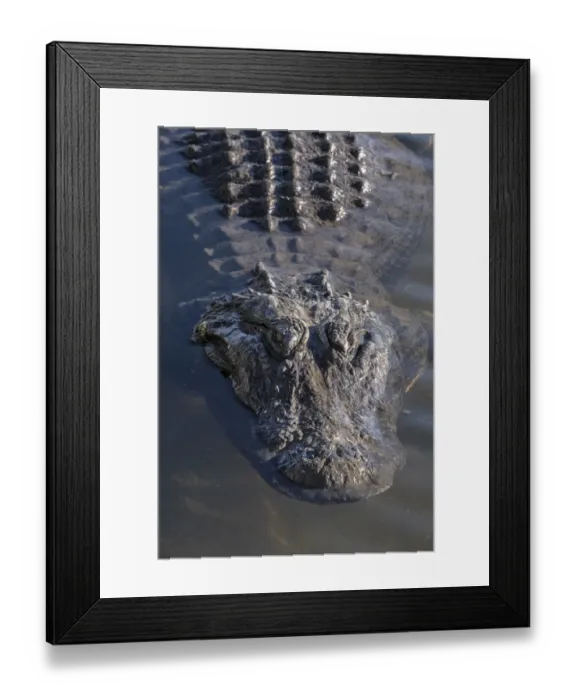 Framed Print : American alligator, Florida