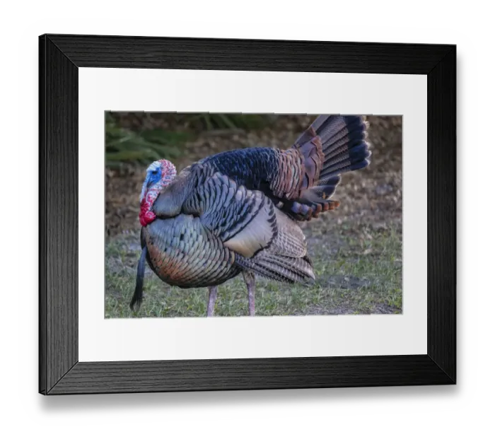 Framed Print : Domestic male turkey Framed Print : Domestic male turkey