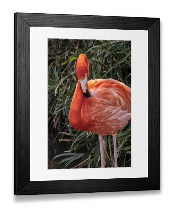 Framed Print : American flamingo Framed Print : American flamingo