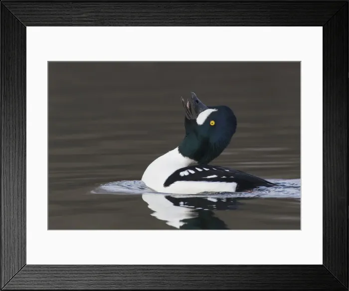 Framed Print : Barrows goldeneye calling Framed Print : Barrows goldeneye calling