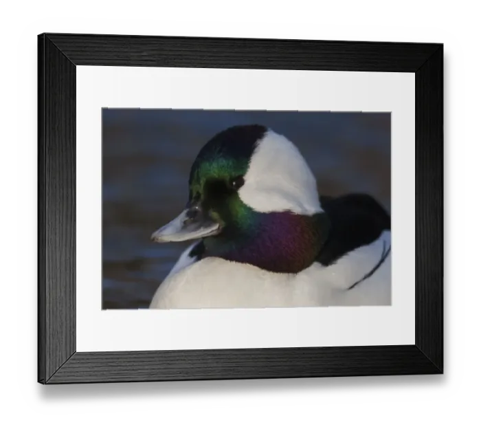 Framed Print : Bufflehead drake
