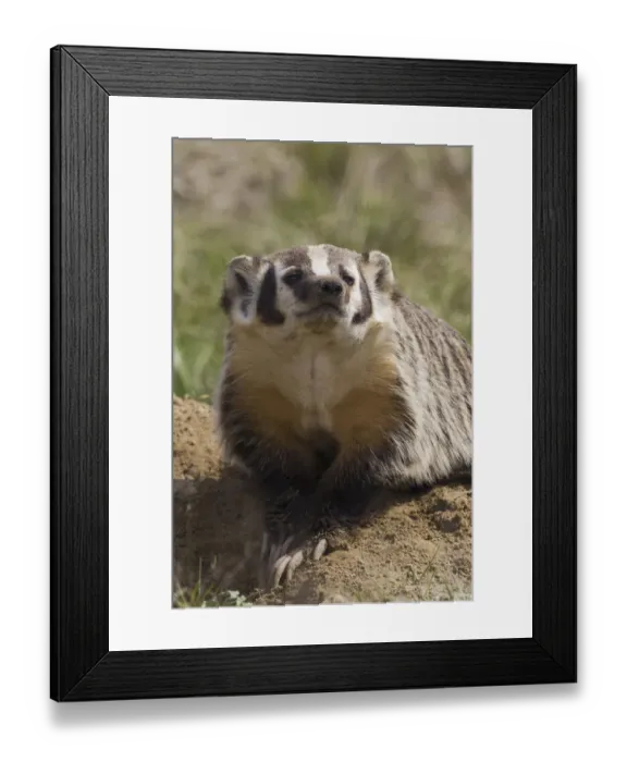 Framed Print : American badger excavating den site