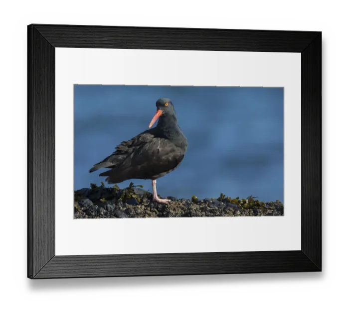 Framed Print : Black oystercatcher Framed Print : Black oystercatcher