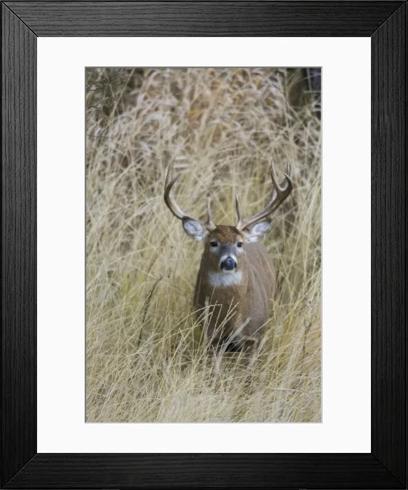 Framed Print : White-tailed deer buck