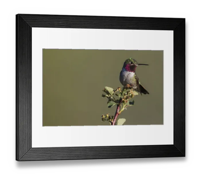 Framed Print : Broad-tailed hummingbird (male) Framed Print : Broad-tailed hummingbird (male)