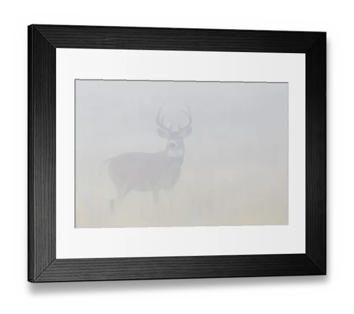 Framed Print : White-tailed deer buck in thick morning fog
