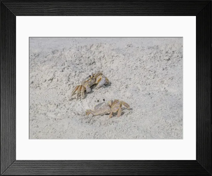 Framed Print : Ghost Crab
