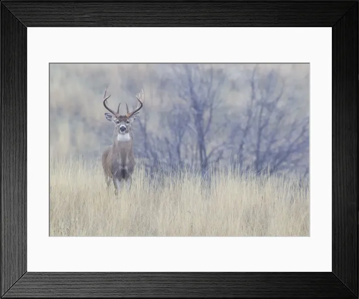 Framed Print : White-tailed deer buck, foggy morning Framed Print : White-tailed deer buck, foggy morning