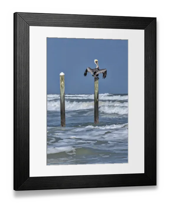 Framed Print : Brown Pelican perched on piling Framed Print : Brown Pelican perched on piling