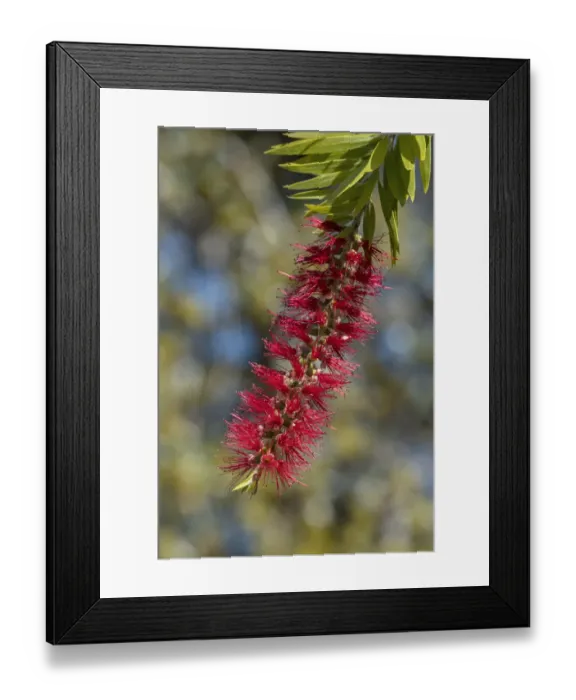 Framed Print : Bottlebrush flower