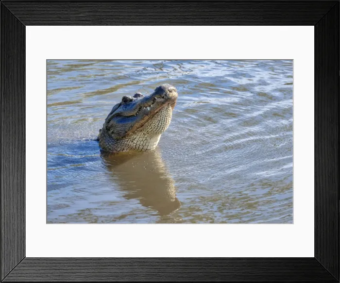 Framed Print : American alligator, Florida Framed Print : American alligator, Florida