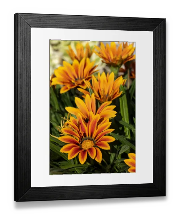 Framed Print : Gazania flowers Framed Print : Gazania flowers