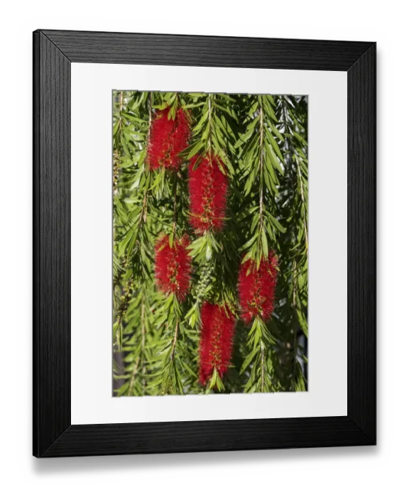 Framed Print : Bottlebrush flowers Framed Print : Bottlebrush flowers