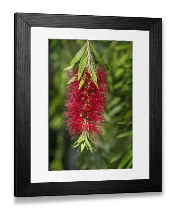 Framed Print : Bottlebrush flower Framed Print : Bottlebrush flower