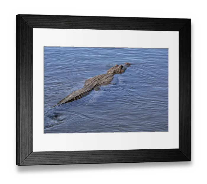 Framed Print : American alligator, Florida Framed Print : American alligator, Florida
