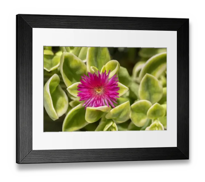 Framed Print : Ice Plant, flowering succulent