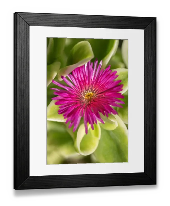 Framed Print : Ice Plant, flowering succulent Framed Print : Ice Plant, flowering succulent