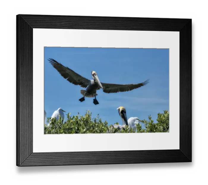 Framed Print : Brown Pelican coming in for a landing, Florida Framed Print : Brown Pelican coming in for a landing, Florida